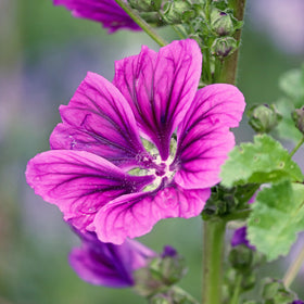 Mauretansk kattost - Frø