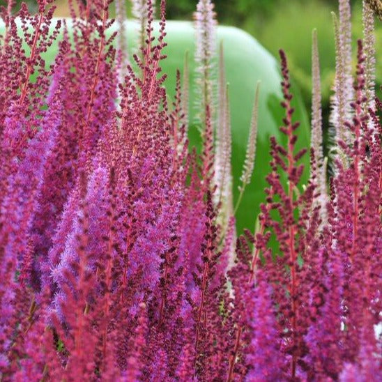 Astilbe lys blålilla