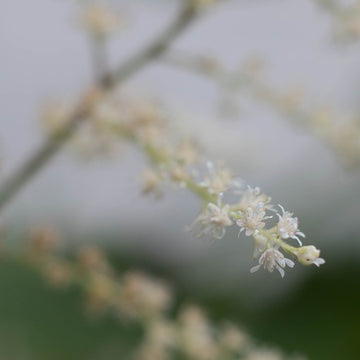 Astilbe Pur Hvit