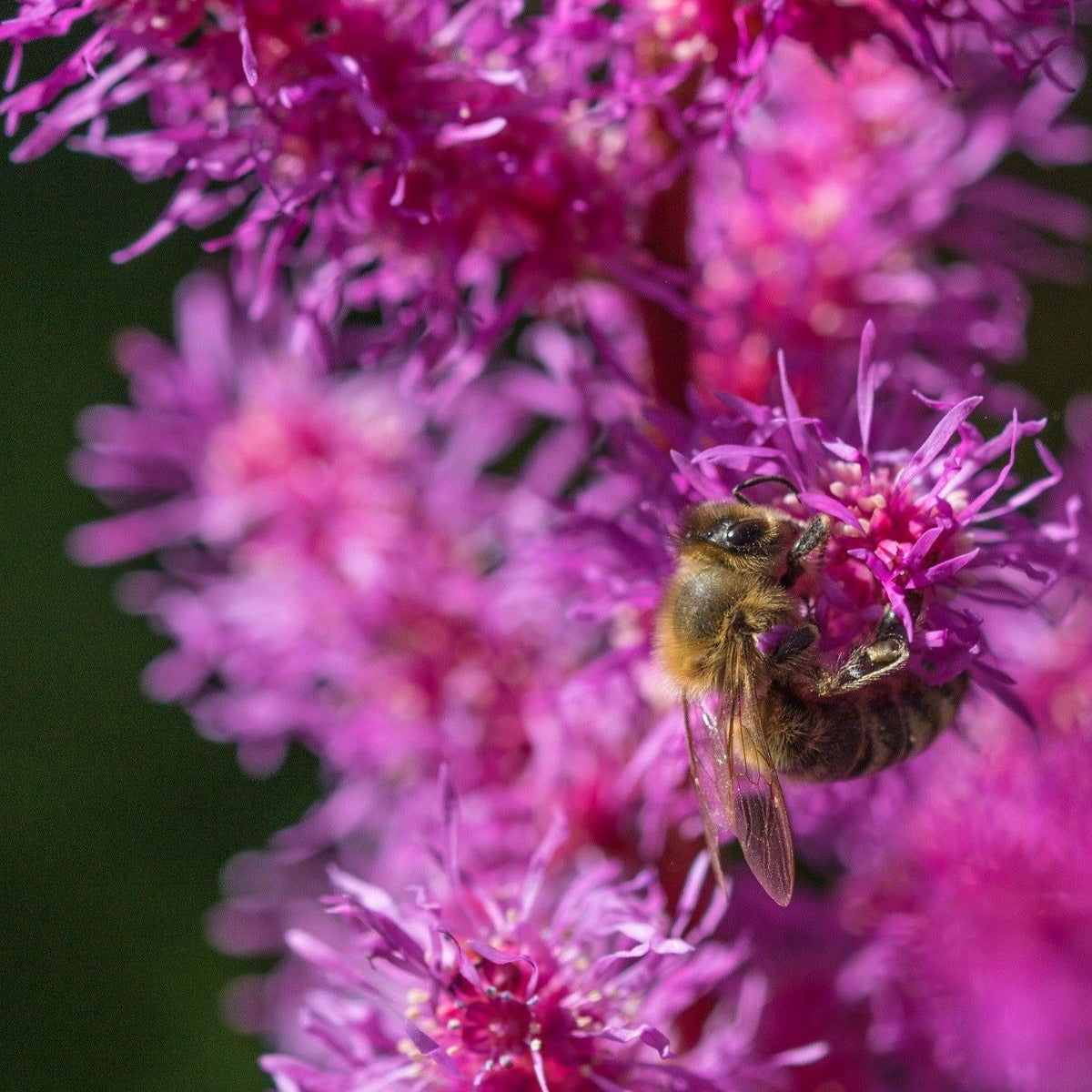 Astilbe Lys Blålilla