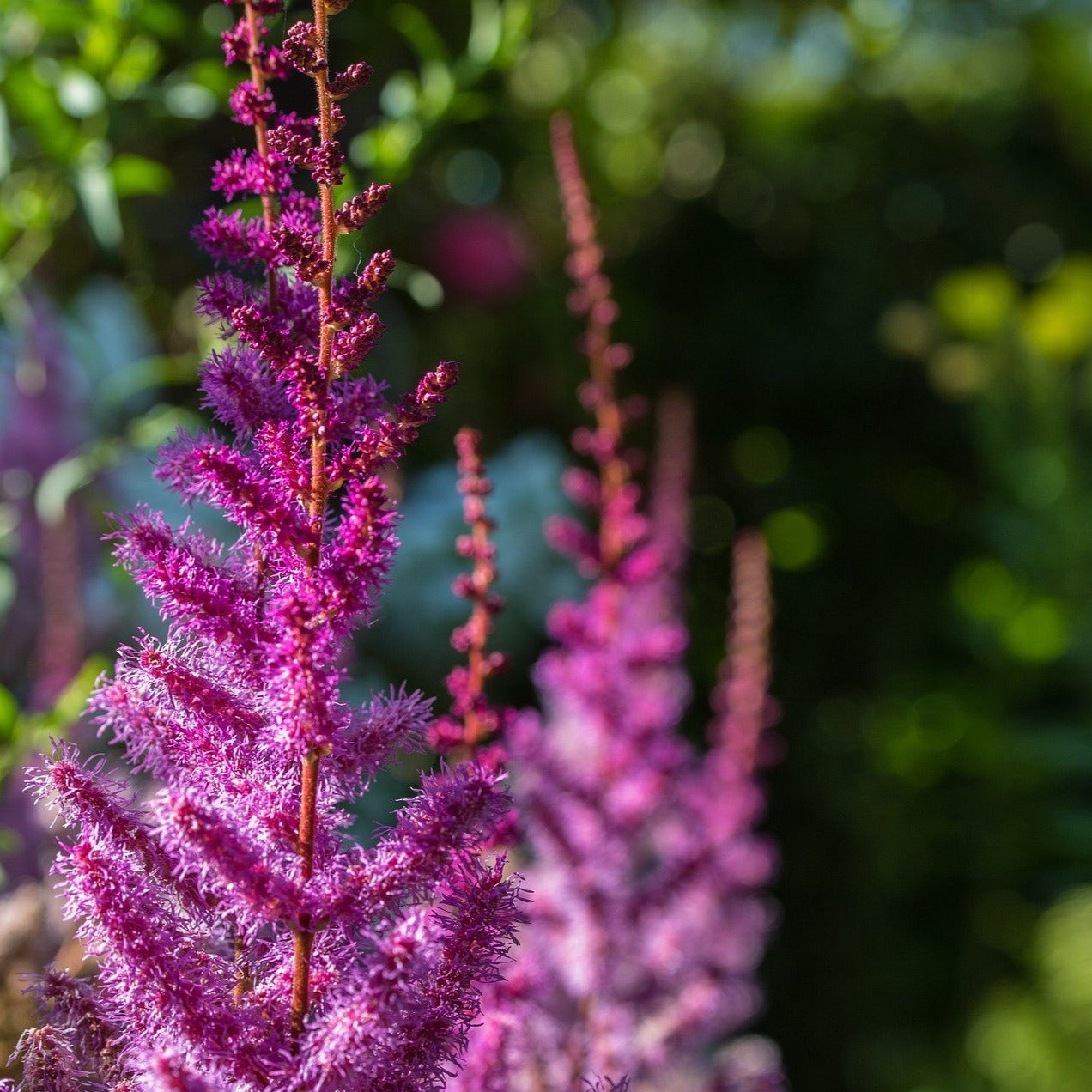 Astilbe Lys Blålilla