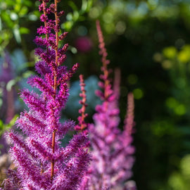 Astilbe Lys Blålilla