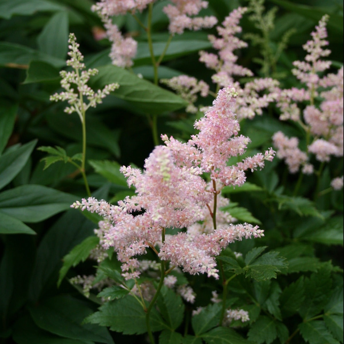 Astilbe Lys Isrosa