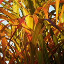 Silkekinagress 'Giganteus'-3