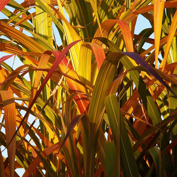 Silkekinagress 'Giganteus'