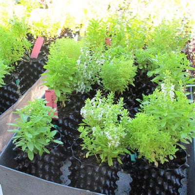 Airpot 1L. 1 literen er størrelsen som brukes til å dyrke tomater, agurker, stauder m.fl. for salg. Et svært profesjonell produkt som virkelig utgjør en forskjell fra vanlige potter. Fantastisk grei størrelse for oppal av grønnsaker.