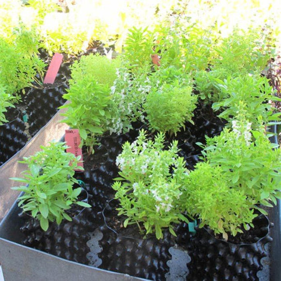 Airpot 1L. 1 literen er størrelsen som brukes til å dyrke tomater, agurker, stauder m.fl. for salg. Et svært profesjonell produkt som virkelig utgjør en forskjell fra vanlige potter. Fantastisk grei størrelse for oppal av grønnsaker.