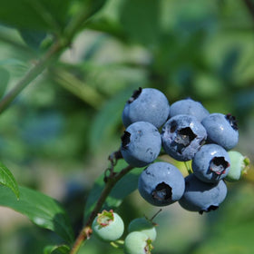Amerikanske blåbær er vidunderlig på smak og bærer enormt store blåbær på store busker. De er superenkle å dyrke og bærer veldig sunne bær. De er supre å fryse og ta frem til kaker og smoothies.