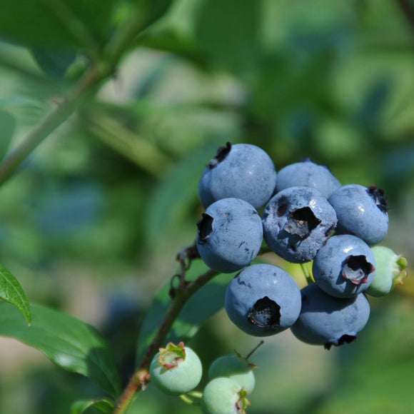 Amerikanske blåbær er vidunderlig på smak og bærer enormt store blåbær på store busker. De er superenkle å dyrke og bærer veldig sunne bær. De er supre å fryse og ta frem til kaker og smoothies.