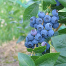 Amerikanske blåbær er vidunderlig på smak og bærer enormt store blåbær på store busker. De er superenkle å dyrke og bærer veldig sunne bær. De er supre å fryse og ta frem til kaker og smoothies.