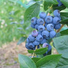 Amerikanske blåbær er vidunderlig på smak og bærer enormt store blåbær på store busker. De er superenkle å dyrke og bærer veldig sunne bær. De er supre å fryse og ta frem til kaker og smoothies.