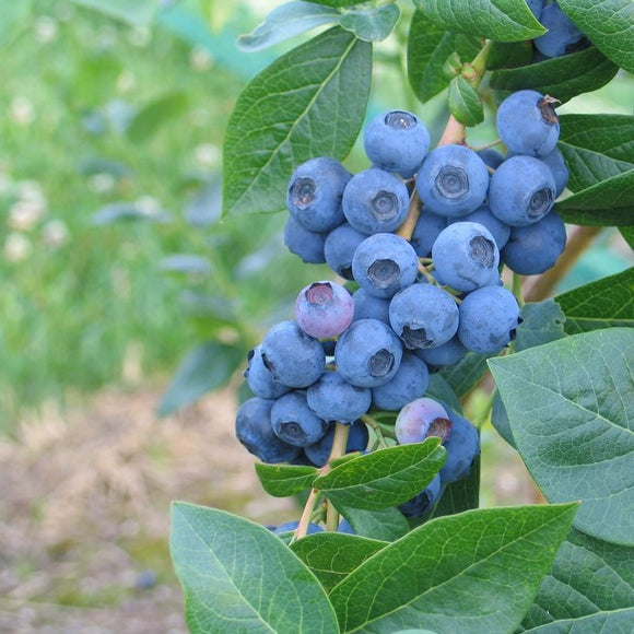 Amerikanske blåbær er vidunderlig på smak og bærer enormt store blåbær på store busker. De er superenkle å dyrke og bærer veldig sunne bær. De er supre å fryse og ta frem til kaker og smoothies.