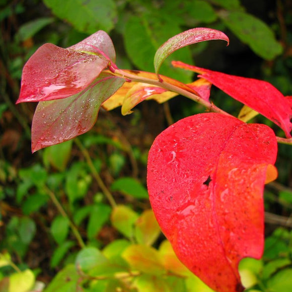 Amerikanske blåbær er vidunderlig på smak og bærer enormt store blåbær på store busker. De er superenkle å dyrke og bærer veldig sunne bær. De er supre å fryse og ta frem til kaker og smoothies.