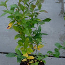 Amerikanske blåbær er vidunderlig på smak og bærer enormt store blåbær på store busker. De er superenkle å dyrke og bærer veldig sunne bær. De er supre å fryse og ta frem til kaker og smoothies.