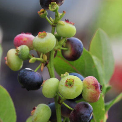 Amerikanske blåbær er vidunderlig på smak og bærer enormt store blåbær på store busker. De er superenkle å dyrke og bærer veldig sunne bær. De er supre å fryse og ta frem til kaker og smoothies.