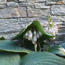 Bladlilje Blå Kjempe