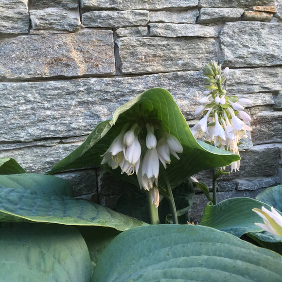 Bladlilje Blå Kjempe