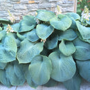 Bladlilje Blå Kjempe