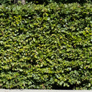 Bøkehekk 30 stk - ca 80 cm-1