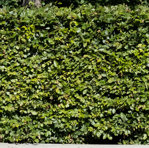 Bøkehekk 30 stk - ca 80 cm