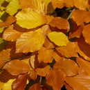 Bøkehekk 30 stk - ca 80 cm-2