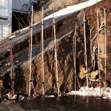 Bringebær Glen Ample