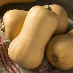 Butternut Vintersquash