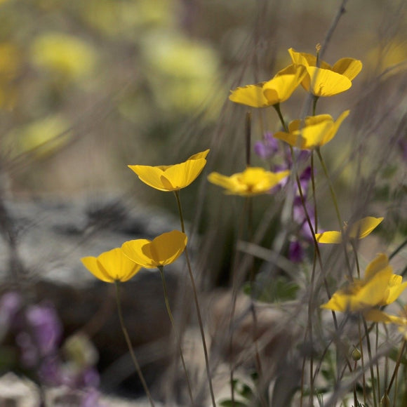 Californiavalmue Sitrongul