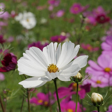 Cosmos