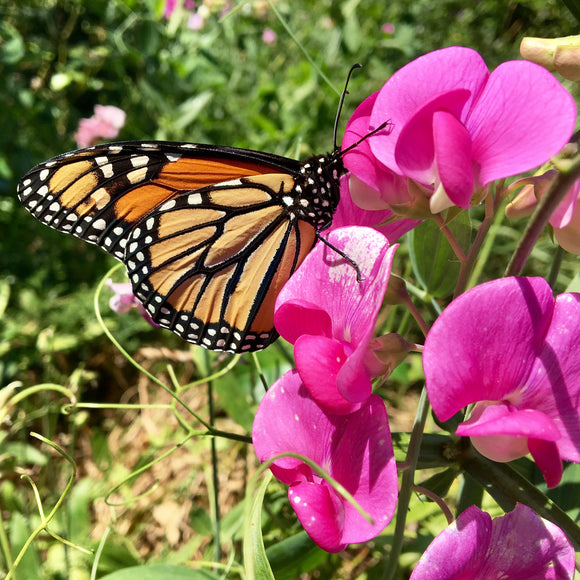 Duftblomsterert - Frø