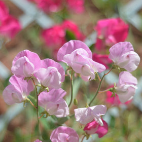 Duftblomsterert - Frø