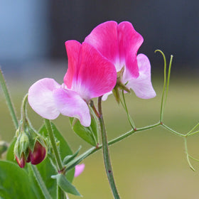 Duftblomsterert - Frø