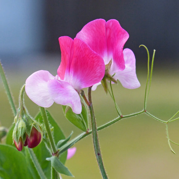 Duftblomsterert - Frø