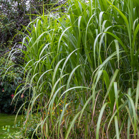 Silkekinagress 'Giganteus' - 0