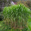 Silkekinagress 'Giganteus'-1