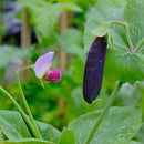 Ert blå belg - Frø