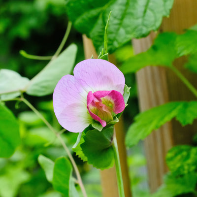 Ert blå belg - Frø