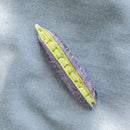 Ert blå belg - Frø