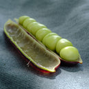 Ert blå belg - Frø