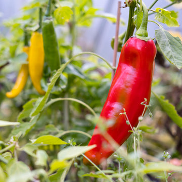 Paprika