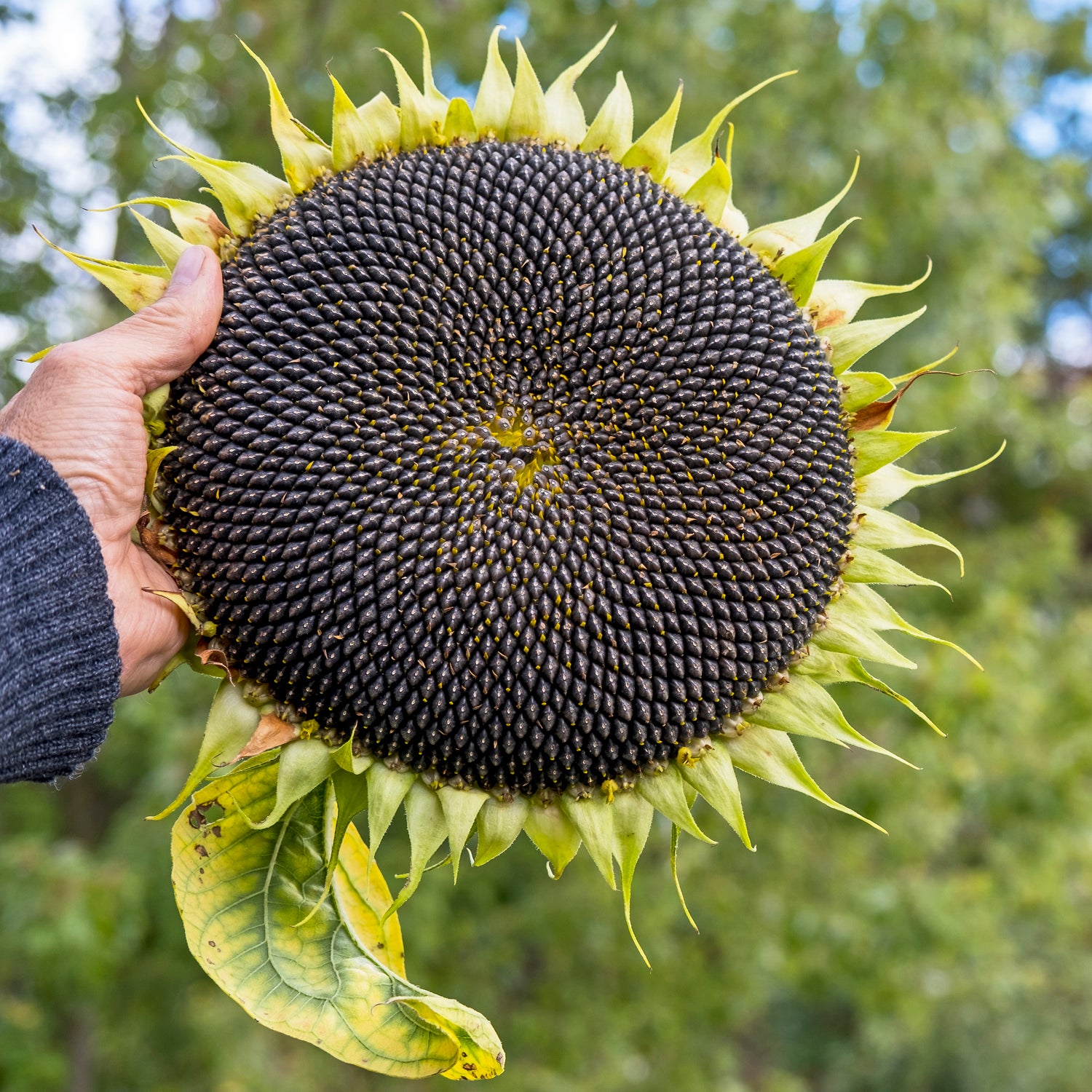 solsikke kjempe