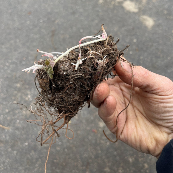 Alunrot med korallrøde blomster og grønne blader, eller blodalunrot, er mer hardfør enn de andre alunrotsortene, og enda vakrere synes mange. Korallklokker kalles de også for den lysende isrosa fargen på de klokkeformede blomstene.