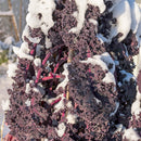 Rød Grønnkål 'Roter Grünkohl' - Frø