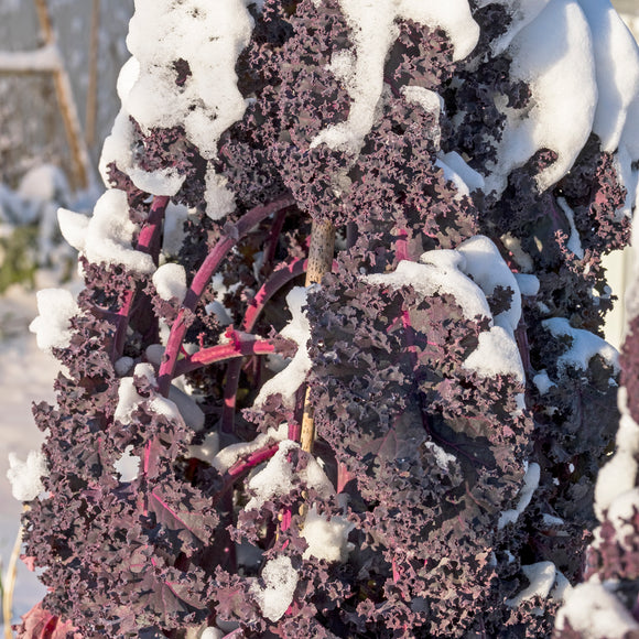 Rød Grønnkål 'Roter Grünkohl' - Frø