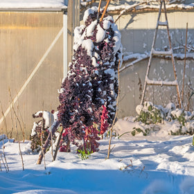 Rød Grønnkål 'Roter Grünkohl' - Frø