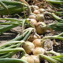 Gul Løk Supersort