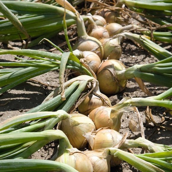 Gul Løk Supersort