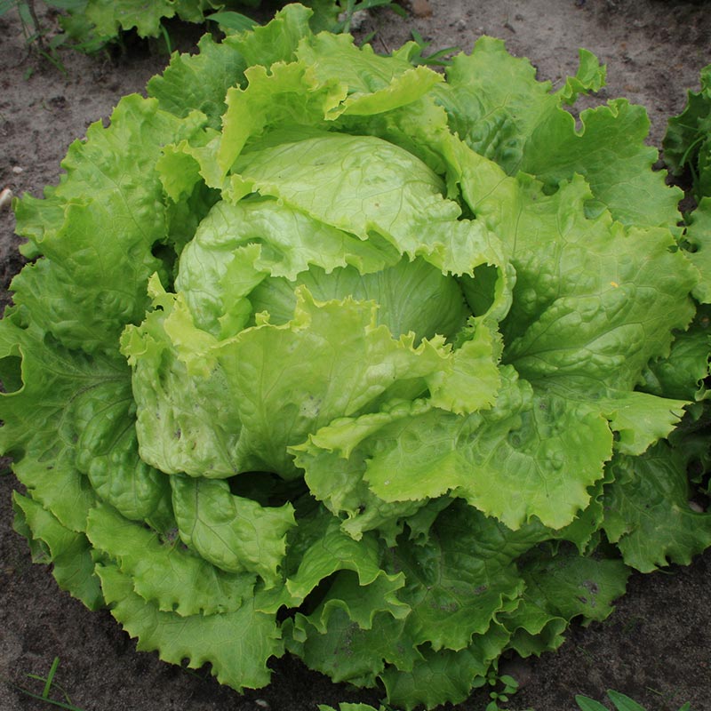 Hodesalat Crispy