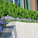 Hornfiol Boughton Blue