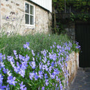 Hornfiol Boughton Blue